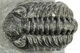 Phacopid (Adrisiops) Trilobite - Jbel Oudriss, Morocco #222413-2